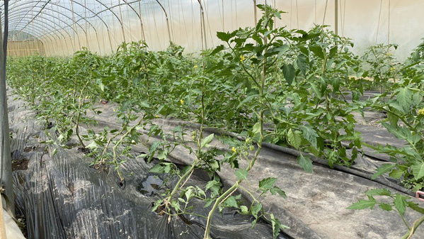 Die Tomatenpflanzen klettern bereits im Mai