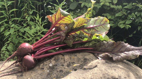 Rote Bete im Bund - frisch geerntet