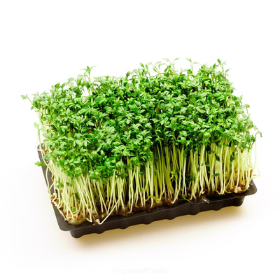 Produktfoto zu Kresse samenfest