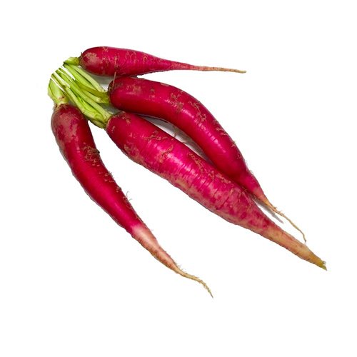 Ein Bund roter Rettiche 