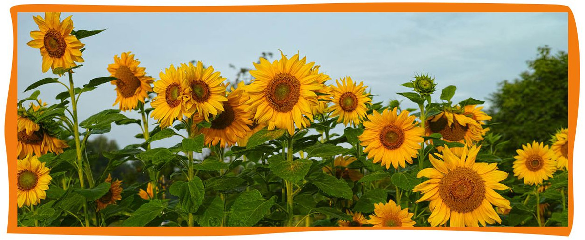 KI generiert: Sonnenblumenfeld mit vielen blühenden, gelben Sonnenblumen vor blauem Himmel und grüner Umgebung.