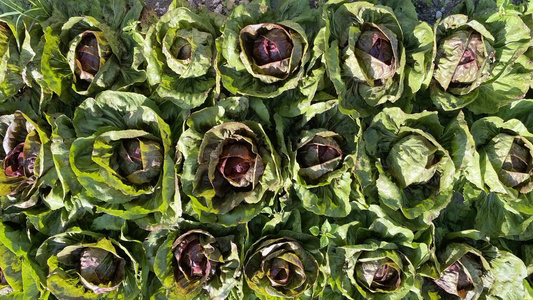 Blattsalate