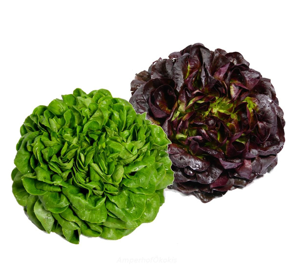 Produktfoto zu Salanova verschiedene Typen