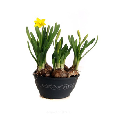 Produktfoto zu Narzissen im Topf