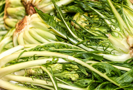 Puntarelle
