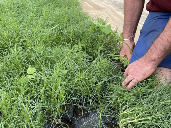 Agretti, Mönchsbart, Salzkraut Bund