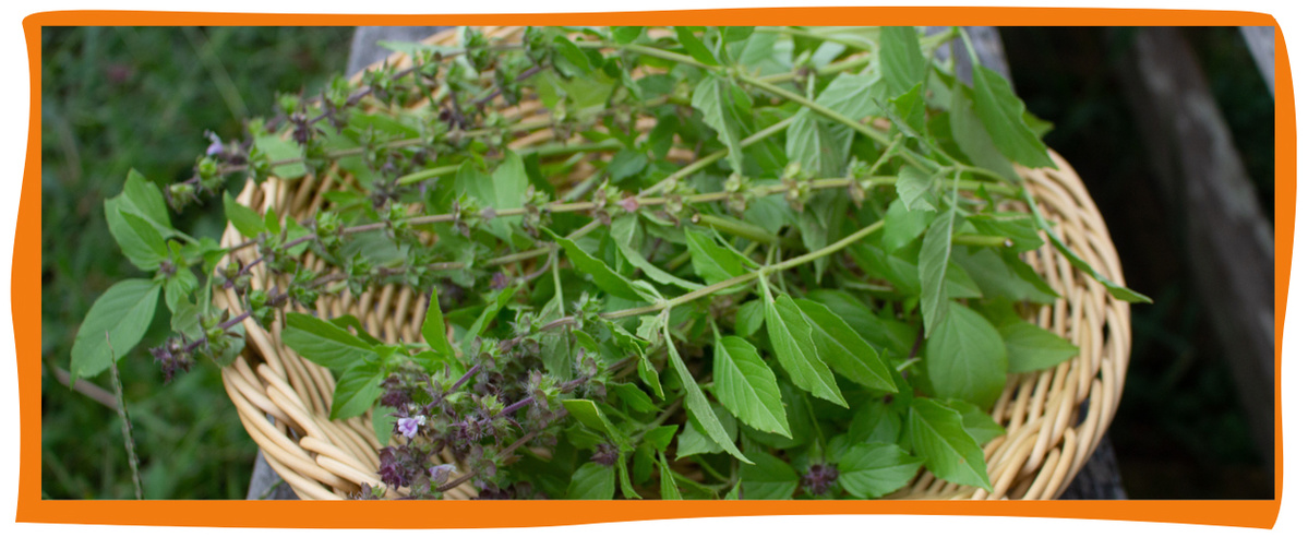 KI generiert: Das Bild zeigt frisch geerntete Pflanzen, wahrscheinlich Kräuter, in einem Korb. Die Hauptfarben sind Grün und Braun, was auf Natürlichkeit und Frische hinweist.