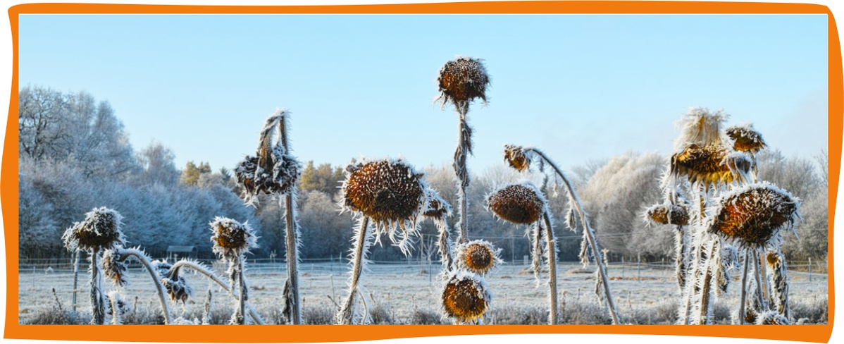 KI generiert: Das Bild zeigt verwelkte Sonnenblumen in einer winterlichen Landschaft, die mit Raureif bedeckt sind. Im Hintergrund sind Bäume und ein klarer blauer Himmel zu sehen.