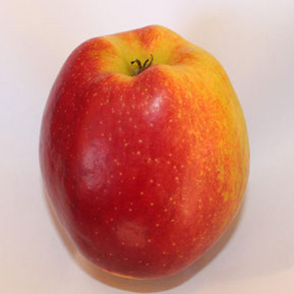 Produktfoto zu Apfel Shalimar