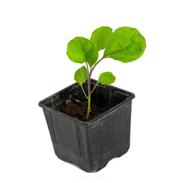 Produktfoto zu Aubergine Jungpflanze