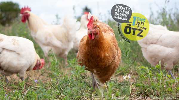 KI generiert: Hühner auf einer Wiese mit Text: "Kleiner Beitrag große Wirkung. 1 Cent je Ei für die ÖTZ."