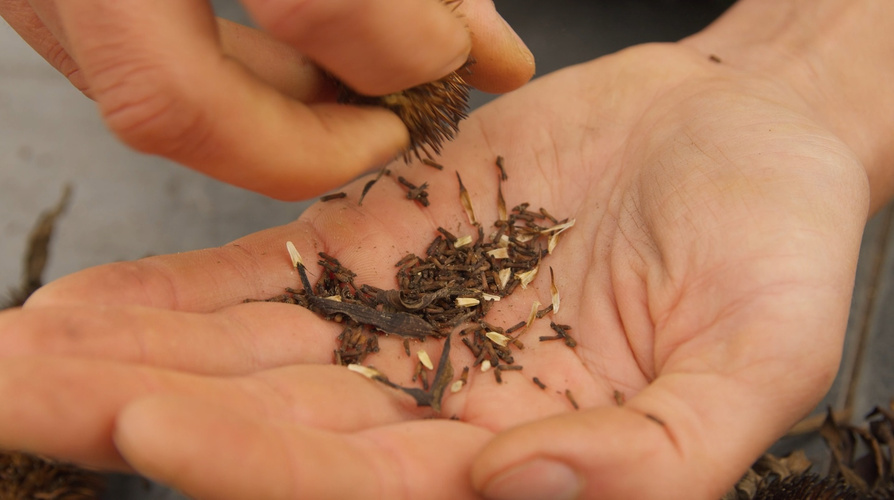 Die Saatgutautonomie der kleinen Landwirte muss erhalten bleiben