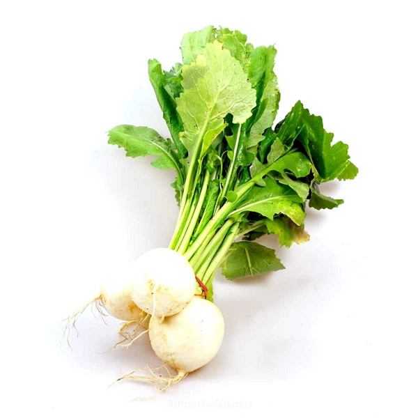KI generiert: Ein frisches Bund weißer Radieschen mit grünen Blättern auf weißem Hintergrund. Text: "Amperhof-Ökokiste".
