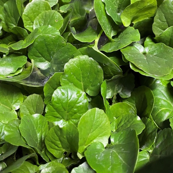 Produktfoto zu Barbarakresse im Topf