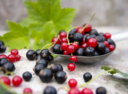 Johannisbeeren