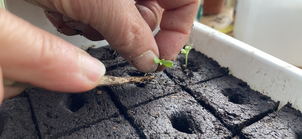 zur Gartensaison mit der Aussaaterde