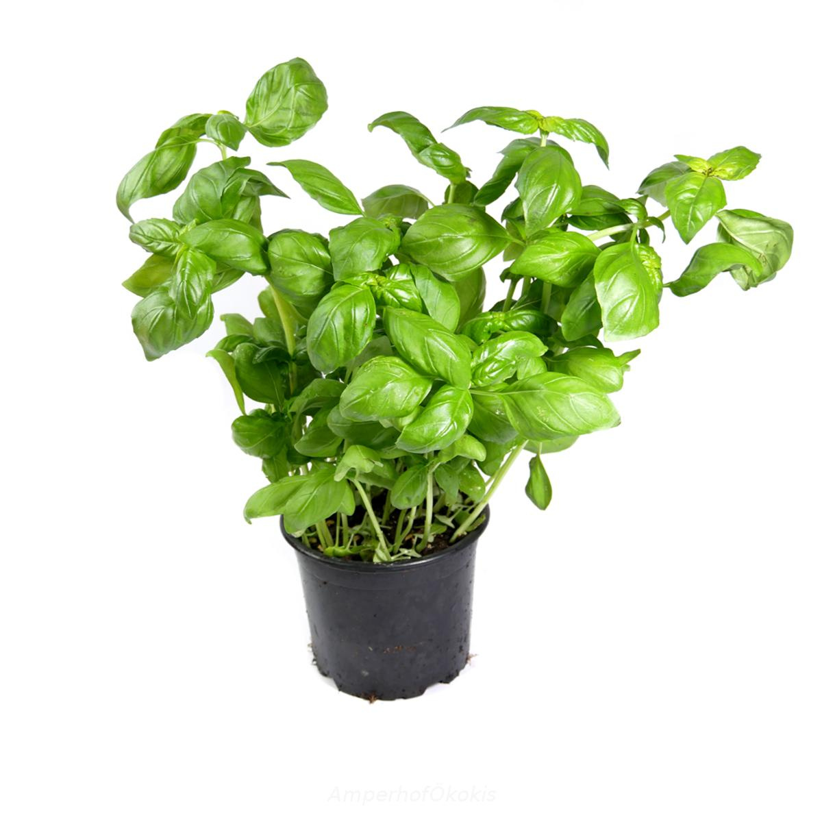 Basilikum im Topf