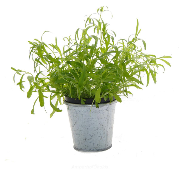 Produktfoto zu Estragon im Topf