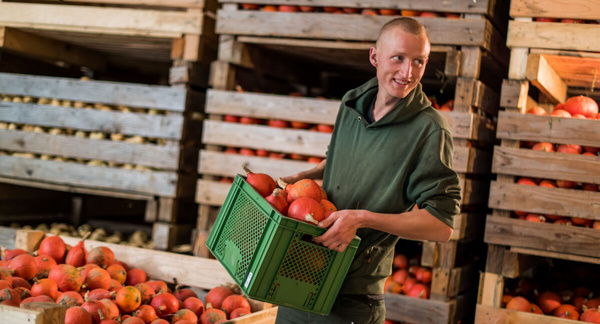 Kürbisernte - Was in der Umgebung wächst, muss nicht aufwändig verpackt und transportiert werden. Copyright Ökokiste e.V.