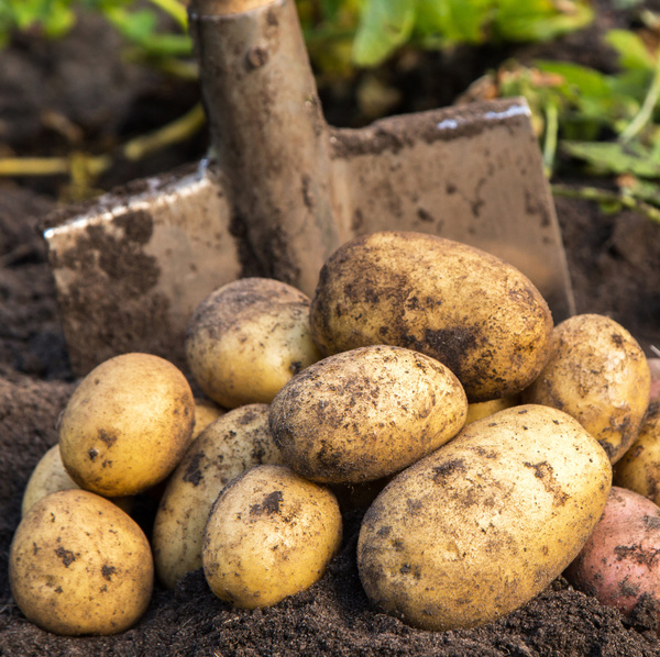 KI generiert: Frisch geerntete Kartoffeln liegen auf Erde neben einem Spaten.