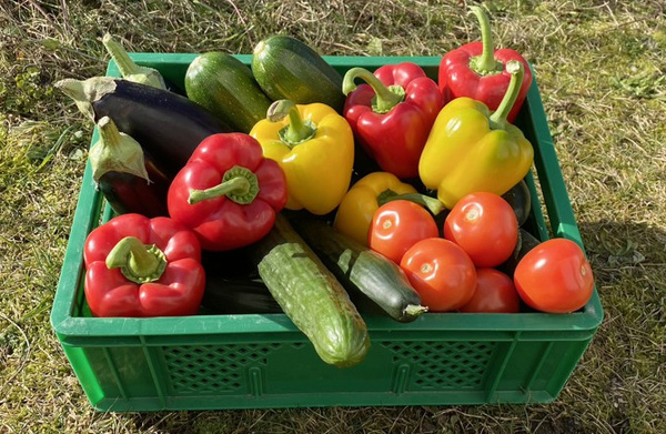 Fruchtgemüse wächst bei uns vor allem im Sommer