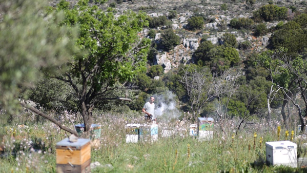 An den Hängen von Kritsa zur Hochebene stehen die Bienen von Alexis Themistoclis.