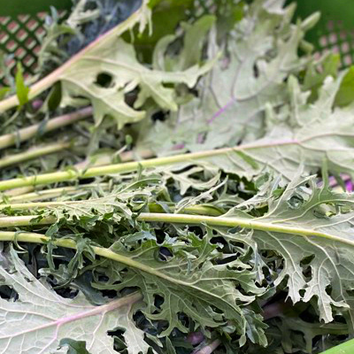 KI generiert: Frische grüne Blätter von Grünkohl oder einer ähnlichen Blattgemüsesorte in Nahaufnahme.