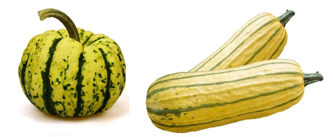 Sweet Dumling und Delicata Kürbis vom Biohof Fuchs