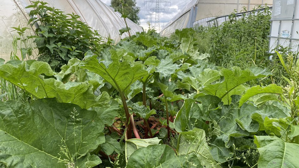 Jede Fläche wird genutzt: Rhabarber wächst zwischen den Gewächshäusern.