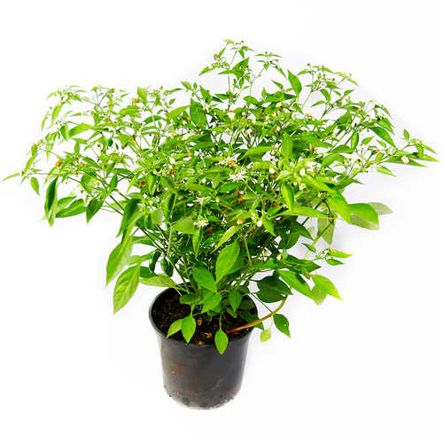 KI generiert: Pflanze im Topf mit grünen Blättern und kleinen weißen Blüten.