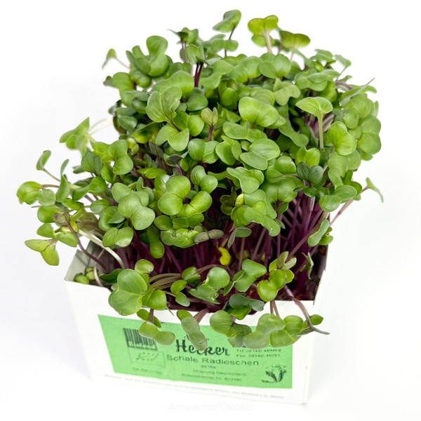 Produktfoto zu Radieserlkeimsaat  in der Schale