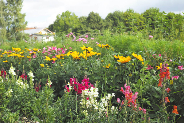 Sommerblumen am Amperhof
