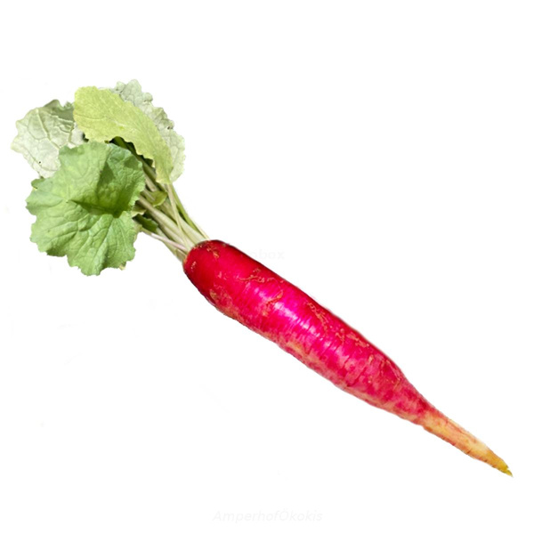 Produktfoto zu Rettich rot