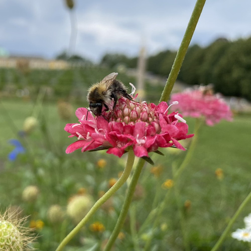 Biene, Hummel, Schmetterlinge - wir brauchen sie alle.