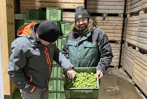 Frisch geerntet und geputzt: Rosenkohl für die Ökokiste