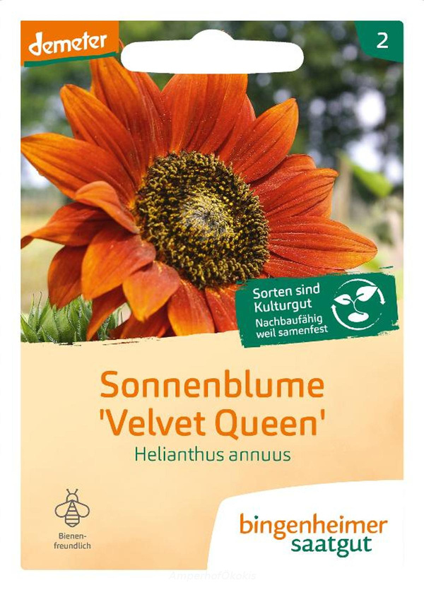 Produktfoto zu Saat: Sonnenblume Velvet Queen