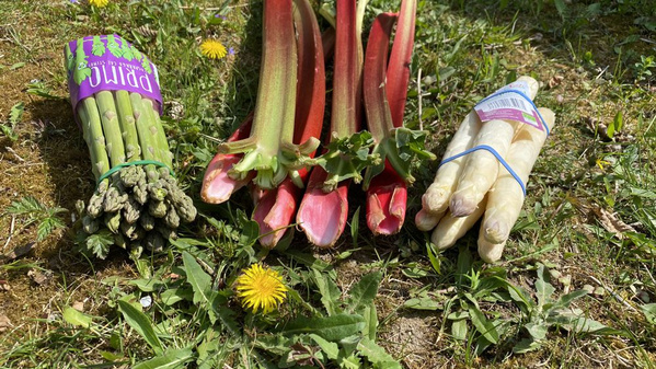 KI generiert: Spargelbündel und Rhabarber auf Gras; Text: "primo".