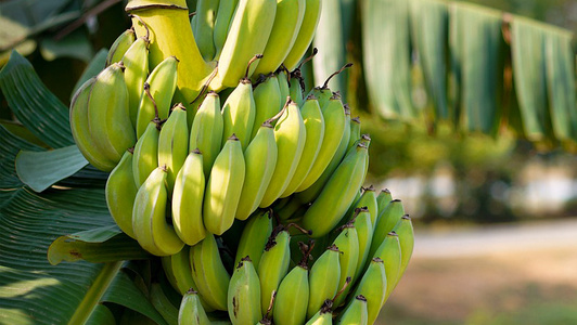 Bananen