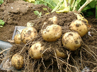 Kartoffeln