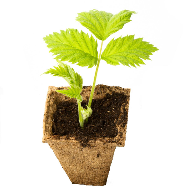 Produktfoto zu Himbeer Pflanze