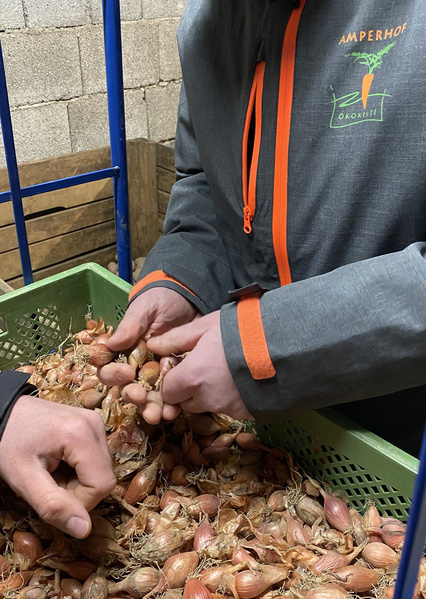 KI generiert: Das Bild zeigt eine Person in einer Jacke mit der Aufschrift "Amperhof", die Schalotten aus einer Kiste in einer landwirtschaftlichen Umgebung auswählt. Der Fokus liegt auf den Händen und den Schalotten.