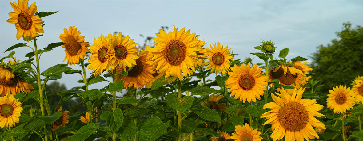 Kurze und transparente Lieferketten
