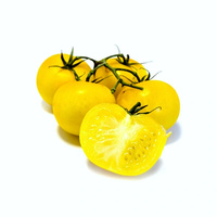 Gelbe Cherrystrauchtomate