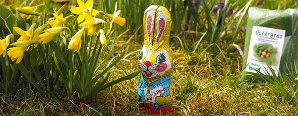 KI generiert: Frühlingsblumen: Narzissen, Traubenhyazinthen, Krokusse, Tulpen. Text: "Frühjahrsblüher ab Dienstag im Shop".