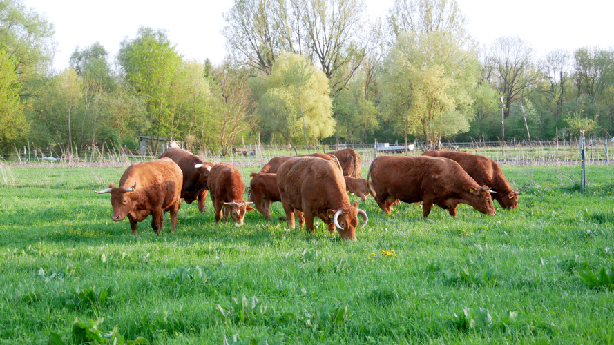 Mutterkuhherde am Amperhof