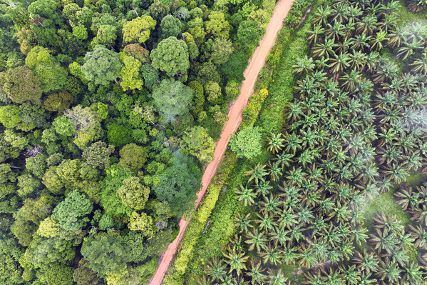 KI generiert: Vogelperspektive: Wald links, Palmölplantage rechts, getrennt von einem schmalen Weg.