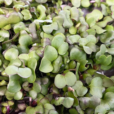 Produktfoto zu Radieserlkeimsaat  in der Schale