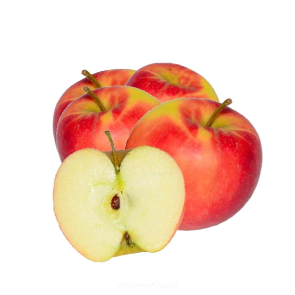 Produktfoto zu Äpfel Elstar 5 kg