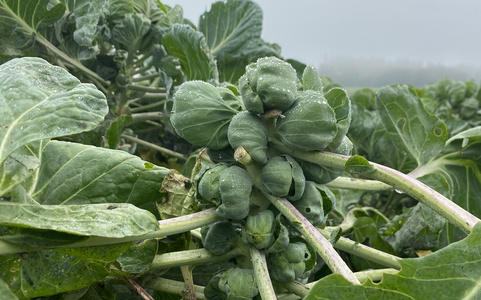 Rosenkohl