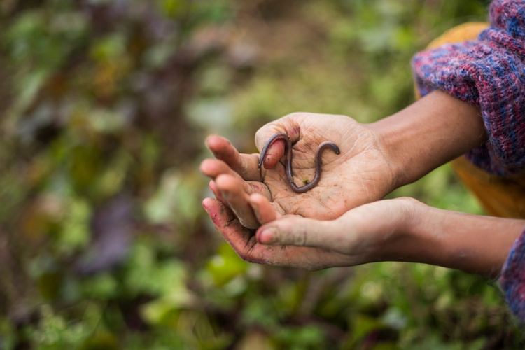 Regenwürmer sind ein gutes Zeichen für gesunden Boden